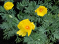 Hunnemannia fumariifolia - small image 1