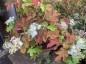 Hydrangea quercifolia AGM - small image 1