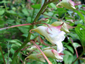 Impatiens arguta Alba - small image 1