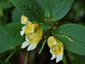 Impatiens scabrida - small image 1
