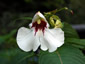 Impatiens tinctoria - small image 1