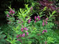 Indigofera heterantha - small image 1