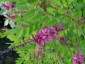 Indigofera howellii AGM - small image 1