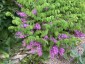 Indigofera kirilowii - small image 1