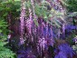 Indigofera pendula - small image 1