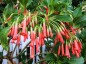 Iochroma fuchsioides - small image 1