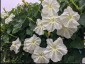 Ipomoea alba - small image 1