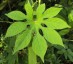Ipomoea pes-tigridis - small image 1