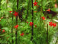 Ipomoea quamoclit - small image 1