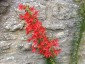 Ipomopsis rubra - small image 1
