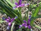Iris graminea AGM - small image 1