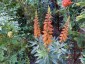 Isoplexis canariensis - small image 1