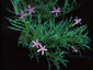 Isotoma axillaris - small image 1