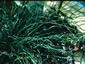 Juncus effusus 'Spiralis' - small image 1