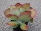 Kalanchoe 'Bronze Sculpture' - small image 1