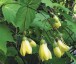 Kirengeshoma palmata AGM - small image 1