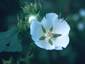 Kitaibelia vitifolia - small image 1