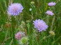 Knautia arvensis - small image 1