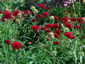 Knautia macedonica - small image 1