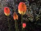Kniphofia rooperi - small image 1