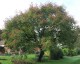 Koelreuteria paniculata - small image 1
