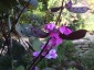 Lablab 'Ruby Moon' - small image 1