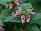 Lamium orvala - small image 1