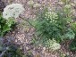 Laserpitium gallicum - small image 1