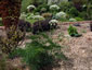 Laserpitium siler - small image 1