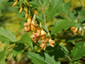 Lathyrus aureus - small image 1