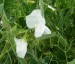 Lathyrus odoratus 'Dorothy Eckford' AGM - small image 1