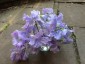 Lathyrus odoratus 'Just Julia' - small image 1