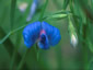 Lathyrus sativus - small image 1