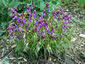 Lathyrus vernus filicifolius - small image 1