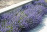 Lavandula 'Hidcote' - small image 1