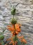 Leonotis leonurus - small image 1