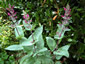 Lepechinia hastata - small image 1
