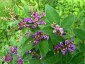 Lespedeza buergeri - small image 1