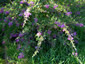 Lespedeza thunbergii - small image 1
