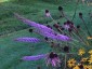 Liatris pycnostachya - small image 1