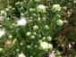 Liatris scariosa 'Alba' - small image 1