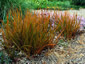 Libertia peregrinans - small image 1