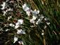 Libertia procera - small image 1