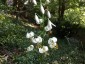 Lilium martagon var. album AGM - small image 1
