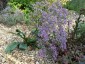 Limonium latifolium - small image 1