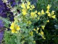 Linaria dalmatica - small image 1