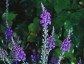 Linaria purpurea - small image 1