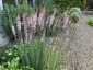 Linaria purpurea 'Canon Went' - small image 1