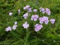Linum hypericifolium - small image 1