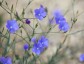 Linum narbonense - small image 1